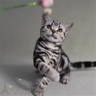 美国短毛猫美短加白起司猫美短虎斑加白猫纯种家养猫宠物猫活体p