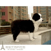 家养实体店保障家养一窝边牧七白到位非常漂亮p