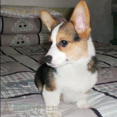 赛级威尔士柯基犬幼犬活体宠物狗鼻线围脖全通纯种柯基犬幼犬p