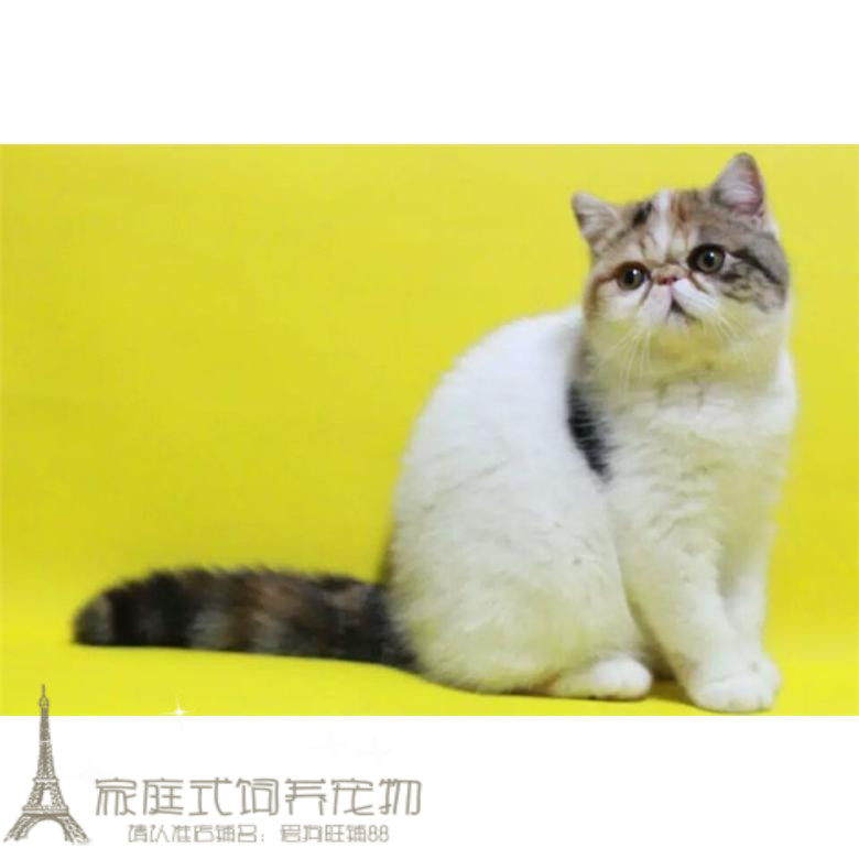 加菲猫宠物猫咪异国短毛猫家养纯种短毛幼猫活体双色弟弟dd公3g