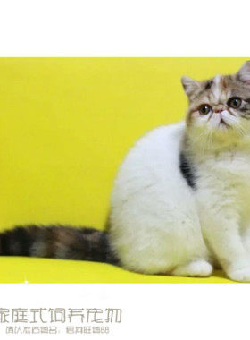 加菲猫宠物猫咪异国短毛猫家养纯种短毛幼猫活体双色弟弟DD公3p