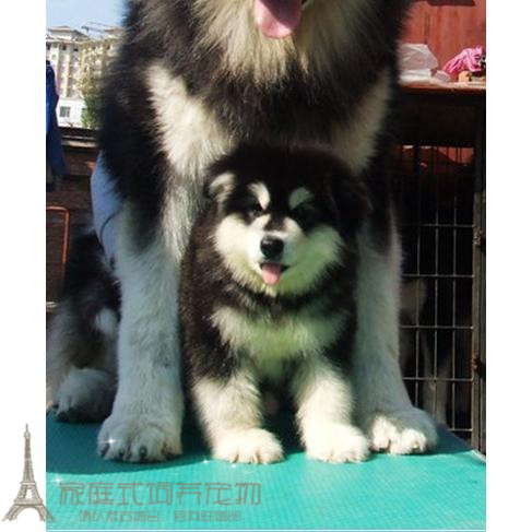 纯种活体巨型阿拉斯加雪橇犬幼犬烟灰色桃脸熊版巨大阿拉斯加3g
