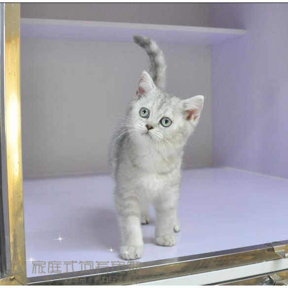 出售纯种立耳银渐层英国短毛猫