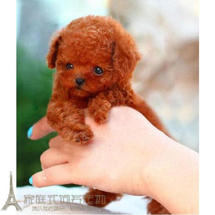 家养纯种红泰迪幼犬茶杯长不大的泰迪狗玩具型迷你赛级贵宾5p