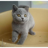 纯种繁育英国短毛猫英短蓝猫幼猫活体支持上门挑选上海 包邮
