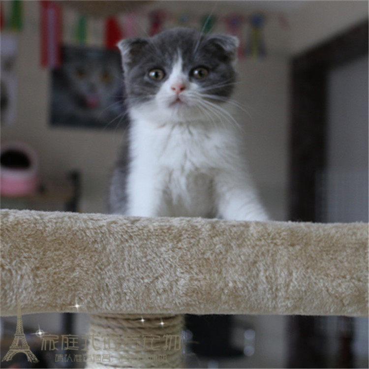 出售纯种英国短毛猫英短蓝猫蓝白正八字粉鼻头立耳蓝猫活体宠物p