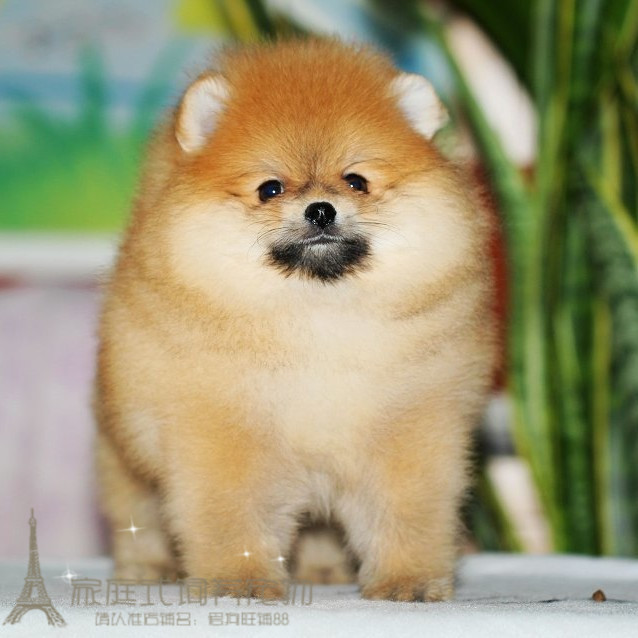 出售活体狗狗纯种茶杯袖珍体博美犬俊介犬幼犬迷你球体bmpp