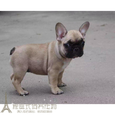 纯种法国斗牛犬幼犬法牛法斗活体