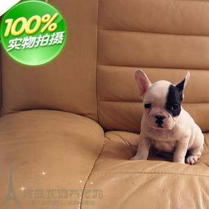 纯种海盗眼法国斗牛犬幼犬海盗眼法斗幼犬黑白法斗法牛支付宝p