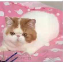 纯种加菲猫公猫咪CFA双血统证幼猫活体家养赛级猫舍异短宠物p