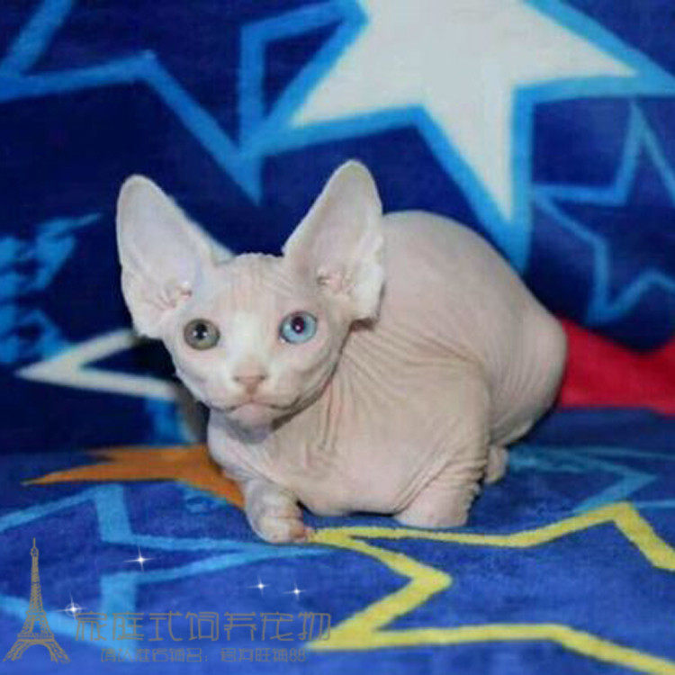 白皮CFA赛级加拿大无毛猫 鸳鸯眼幼猫活体宠物猫p
