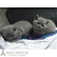 蓝猫宠物猫英国短毛猫英短蓝猫活体折耳立耳幼猫纯种家养活体猫p