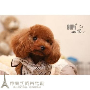 赛级红泰迪幼犬茶杯纯种活体泰迪狗玩具型迷你赛级灰色贵宾51p