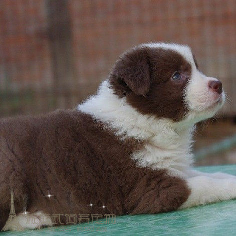 家养双血统赛级咖啡边境牧羊犬幼犬活体宠物狗全到位包纯种健康p