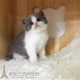 出售赛级英国短毛猫 宠物猫正八字纯种家养幼猫活体幼崽p 蓝白