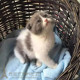 出售英短蓝白幼猫宠物猫纯种英国短毛猫英短折耳猫活体幼猫 包邮