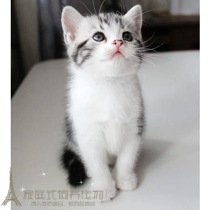 家养赛级美短加白猫 美短加白起司猫美国短毛猫幼猫宠物猫活体g