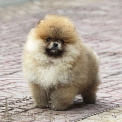 小体香槟色博美犬幼犬狗狗纯种博美幼犬日本俊介同款活体茶杯犬p