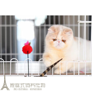 CFA血统加菲猫幼猫宠物猫异国短毛猫家养纯种加菲幼猫弟弟公猫p