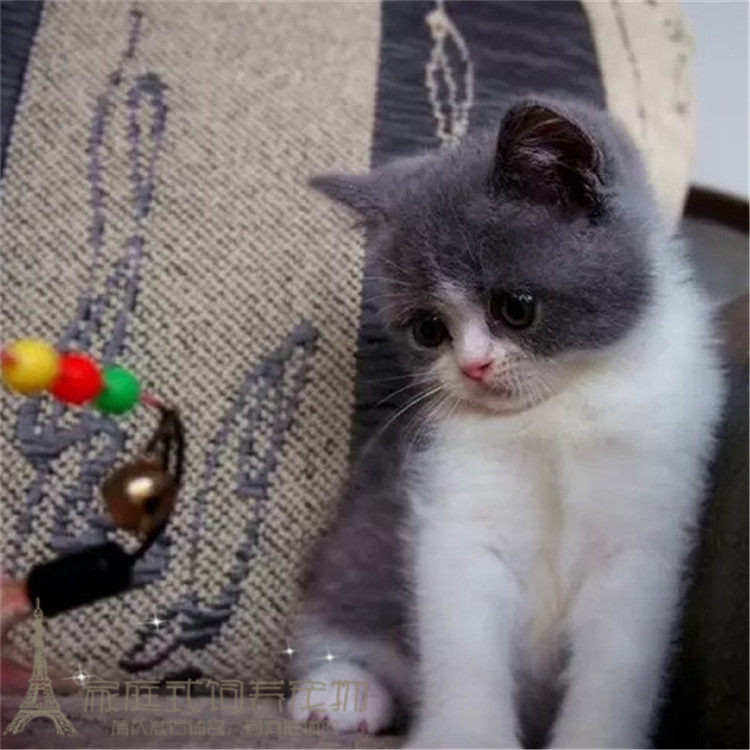 英短蓝猫宠物猫纯种英短幼猫活体英短蓝白纯种英短八字脸猫活体p