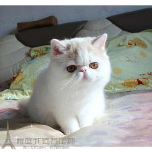 上海出售加菲猫宠物猫咪异国短毛猫家养纯种幼猫活体红白梵文p