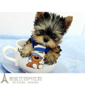 家养约克夏幼犬活体茶杯犬宠物狗狗p 包邮 金头银背爱卖萌 Q精灵