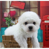 纯种活体法国卷毛比熊犬幼犬茶杯犬迷你型家养赛级幼狗比熊犬61p