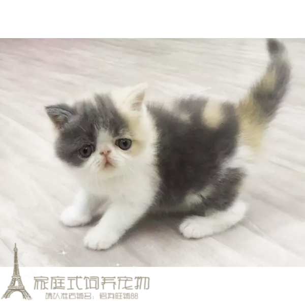 加菲猫宠物猫异国短毛猫家养纯种加菲幼猫活体三花母支持支付宝p