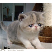 加菲猫宠物猫咪异国短毛猫家养纯种短毛 幼猫活体三花梵妹妹MMp