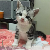 赛级美国短毛猫 纯种美短加白起司猫活体美短幼猫立耳美短加白p