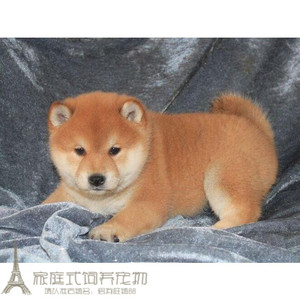 上海出售纯种日本柴犬幼犬活体宠物狗狗公母都有城市家养小型犬g