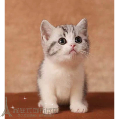 宠物活体纯种美国短毛猫标斑银虎斑美短加白起司猫幼猫可爱p