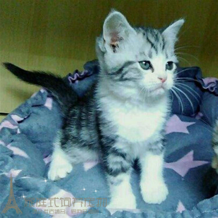 美国短毛猫标准银虎斑棕虎斑美短折立耳弟弟幼猫活体美短虎斑猫p