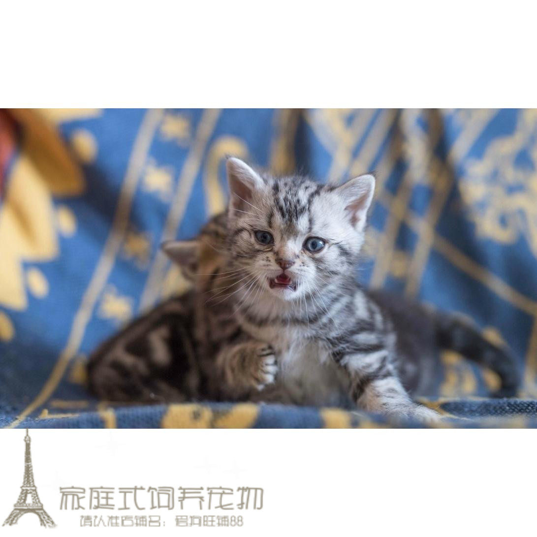 家养纯种美国短毛猫出售银虎斑宠物猫活体美短幼猫虎斑猫g_虎窝淘
