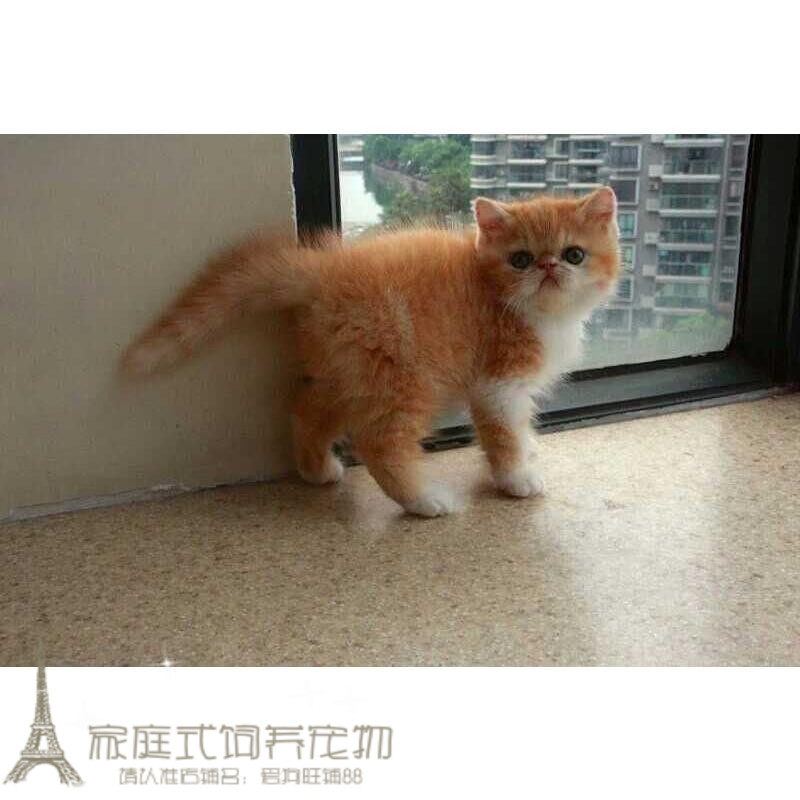 宠物小猫咪异短加菲猫活体红虎斑纯种加菲异国短毛猫幼猫幼崽p