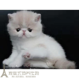 出售家养纯种加菲猫宠物猫咪异国短毛猫幼猫活体乳白加菲弟弟DDg