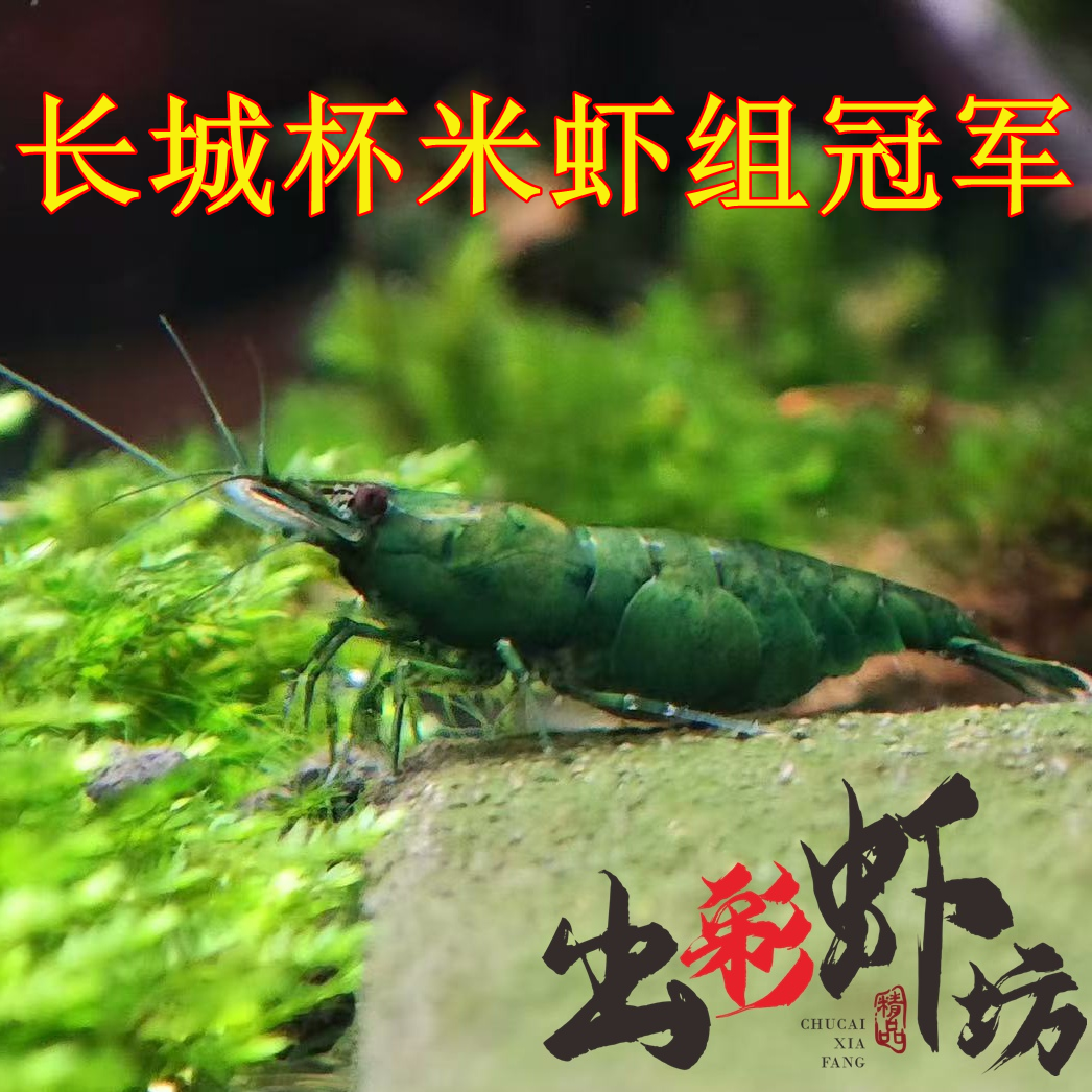 台系绿米虾绿孔雀米虾观赏虾绿翡翠淡水虾宠物虾繁殖组抱卵母虾