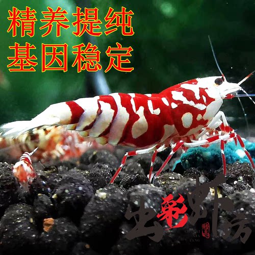 精品台系太极红花虎水晶虾宠物虾淡水除藻观赏虾繁殖组虾苗