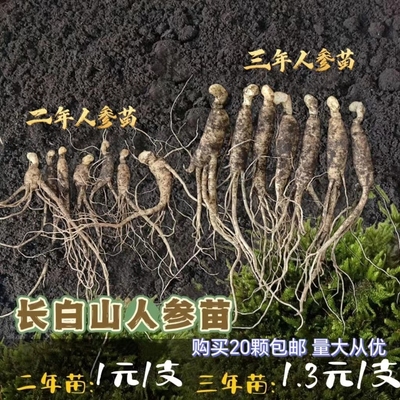 （20棵包邮）长白山种植人参苗室内盆栽庭院野山参可食用新鲜人参