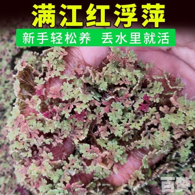 浮萍养鱼满江红净化水质