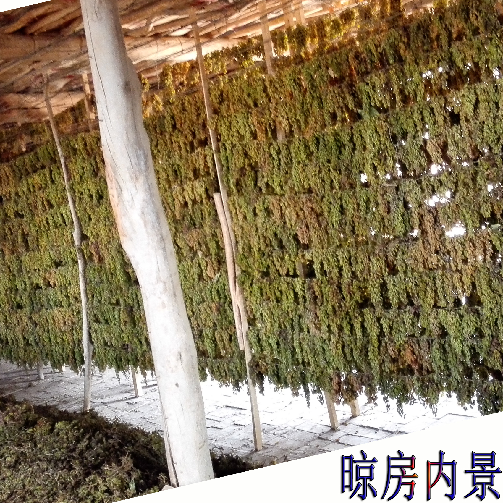 包邮2500g新货新疆特产吐鲁番葡萄干包邮实惠家庭装2017天天特价