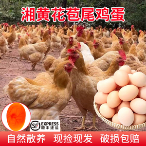 湖南农家散养土鸡蛋现捡现发