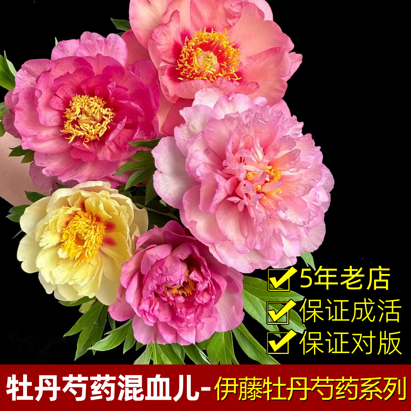 菏泽芍药牡丹花苗伊藤芍药芭茨拉重瓣带芽黄色精品进口芍药裸根