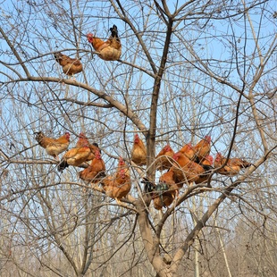 正宗散养土鸡公鸡农家纯粮放养新鲜现杀柴草笨月子鸡