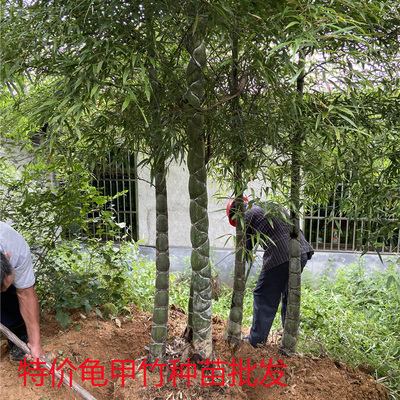 种苗龟背竹庭院工程乌龟绿化苗