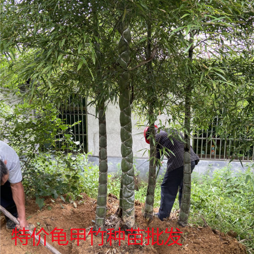 种苗龟背竹庭院工程乌龟绿化苗