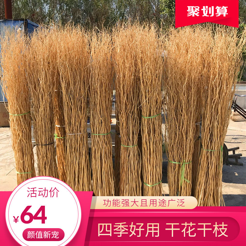 龙柳干枝曲柳树枝干花花束x客厅摆设吊顶软装干花天然风干真花