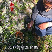 东北蘑菇干货山野菌子榛蘑草蘑菇天然内蒙特产头茬榛蘑500克 包邮