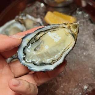 包邮进口韩国玛丽斯生蚝鲜活刺身请客餐饮 12只礼盒装