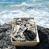 空运进口爱尔兰嘉文生蚝N1号12只礼盒装 鲜活可生食刺身赠蚝刀